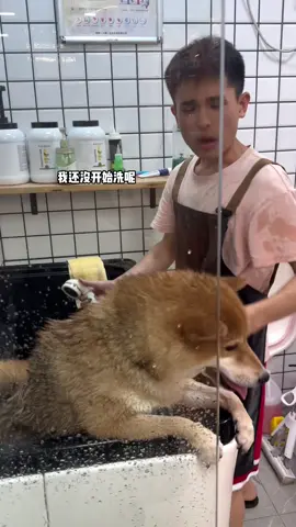 日常洗護柴大犬 #犬 #犬のいる生活 #犬系彼氏 #嗷嗷嗷 #動物 