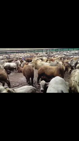 بسم الله الرحمن الرحيم  🏹🐂