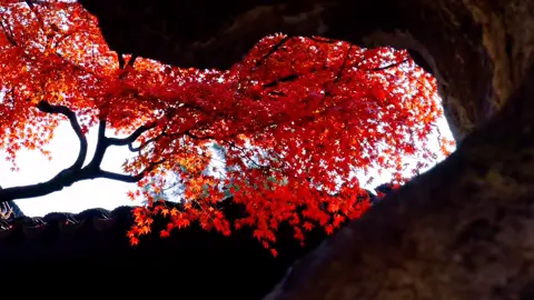 Đã có những tháng ngày ngây ngô, chỉ mong tuổi thơ mau chóng trôi qua để được lớn lên thật nhanh. Nào ngờ đến khi trưởng thành rồi, ta lại tiếc khôn nguôi những mùa hè đã bỏ lỡ - những ngày nắng vàng vô tư, chẳng chút ưu phiền. #cophong #nhactrungquoc  #binhyen #nhenhang #nhutam 