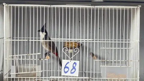 Mã 68 #toiyeudongvat❤ #chaomaobaydau #chaomao 