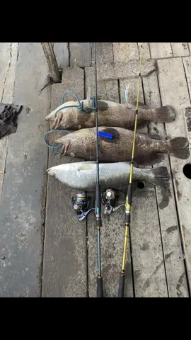 jabrik🙂‍↔️ #relixnusantara 