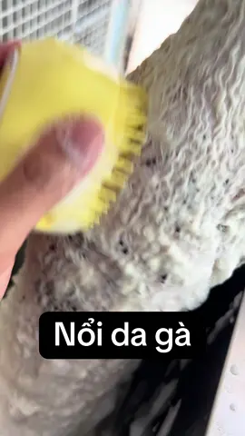 #DooLeePET #spa_grooming #spachomeo #tayninh #lưutrúchómèo #khachsanthucung #xuhuong #poodle #mèo #chó 