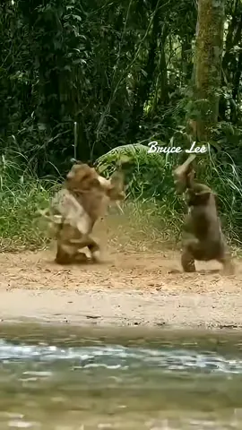 #tiktok Bruce Lee 🇸🇳🇸🇳🇸🇳#creatorsearchinsights 