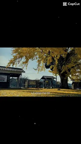 #hyogo28🇯🇵 #xuhuong 