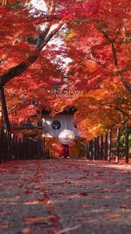 今年の紅葉は去年に比べると どこも1週間ぐらい早い！🍁 去年は秋の特別入山が終わってから見頃になってたけど、今年はもう色付いているようです☺️ 📷2024 12.10撮影 📍光明寺 〒617-0811 京都府長岡京市粟生西条 #京都 #京都観光 #紅葉スポット 