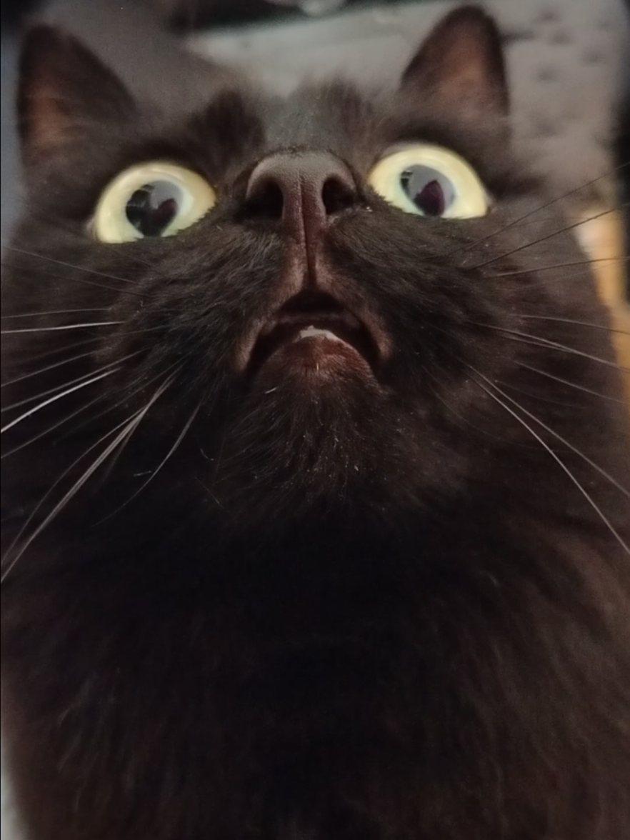 🙄🖤 #piri #crazypiri #piripina #catoftiktok #foryou 