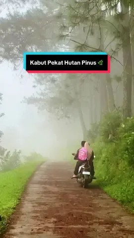 Berjalan Menembus Kabut 🌿❤️😍#mlampah2_57 #kabut #magelangexplore #wisatamagelang #hutanpinus 