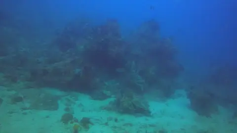 Dunia bawah lautku sungguh memukau dan menawarkan kedamaian yang tak tertandingi. Keindahan terumbu karang 🐠 yang berwarna-warni dan kehidupan laut 🐙 yang beragam menciptakan pemandangan yang luar biasa. Rasanya seperti masuk ke dunia lain, jauh dari hiruk pikuk kehidupan sehari-hari. Di sana, saya merasa lebih rileks dan bebas dari segala kemunafikkan. Keheningan bawah laut 🌊 memberikan ruang bagi saya untuk merenung dan menyegarkan pikiran. Ini adalah tempat perlindungan pribadi saya, di mana saya dapat menemukan kenyamanan sejati. #DuniaBawahLaut #KeindahanAlam #KetenanganJiwa #PesonaLaut #AlamBawahAir @Steven Alexandre 