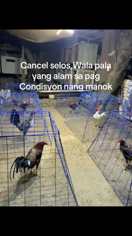 #batangsabungero #sabongislife🐓ito #epwaypi #contentonly Charr lang✌🏻@lykjare.d 