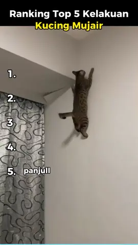 ranking top 5 kelakuan kucing mujair #kucingmujair #kucingtiktok #kucinglucu #fyppppppppppppppppppppppp 