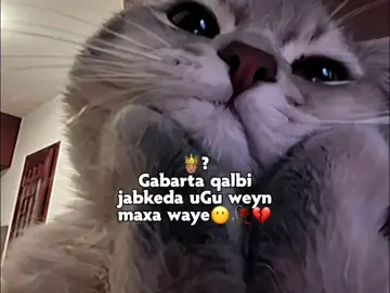 Ben miya Gabdho🤦🏼‍♀️💔#kokola👸🏼💕 #ciyaal_casiir🧃🧃🤤 #🌚🌸✨💕 #🤍🤍🤍🤍🤍🤍🤍🤍🤍🤍 #💘💘💘💘💘💘💘💘💘💘 