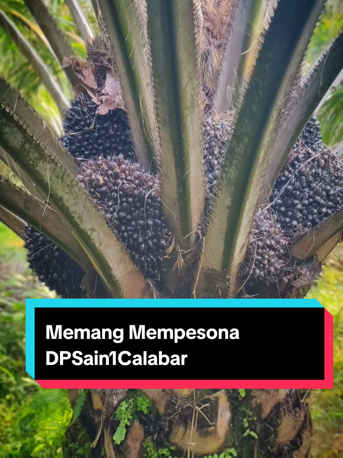 Memang Mempesona DPSain1Calabar #tanam #palmoil #sawit #kelapasawit #kelapasawit 