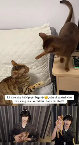 Chó mèo đủ cả, phá nát cái nhà do Lôi Tử tự tay làm cho mà coi🤣🤣🤣 #梓渝 #ziyu #tianxuning #fyp #LearnOnTikTok 