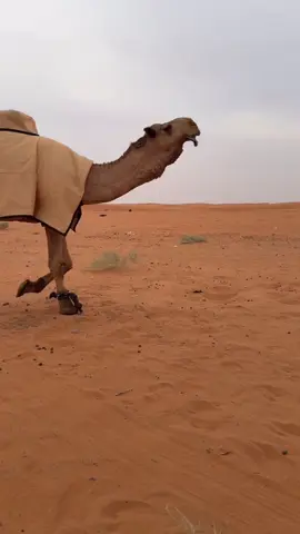 #القاتوله🔥🔥👆🏻👆🏻 #فهاق فحل الذود#افلح_من_ذكر_الله #عجلات #مشالله_تبارك_الله 