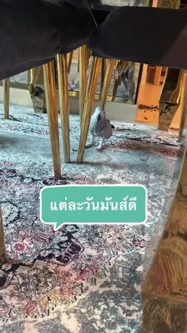 แต่ละวันมันส์ดี #จัสตินนกพูดได้ #จัสตินนกเกรย์ขี้เถียง #ลิซ่านกพูดได้ #ไทเกอร์กระตั้วขี้อ้อน #แม่นุ่นแม่จัสตินไทเกอร์ 