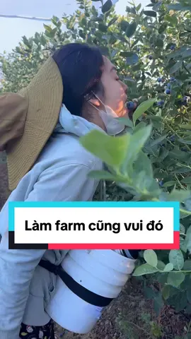 Đi làm farm nhiều khi hơi dơ xíu nhưng thôi kệ đại đại đi, mọi người hoan hỉ bỏ qua đừng để ý nha 🥹 làm farm mà trái trên cây vậy không thể nào mà không ăn vụn được 😂#farm #uc #elenacuocsonguc #462 #blueberries 