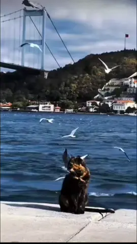 Машав ғамгин Худо дори #хакикат #суханихак #суханхои таъсирбахш #худовандбузургаст☝☝❤ #зиндаги_вокиан_чунин_аст 