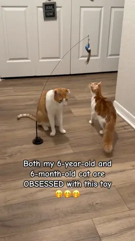 My cats are loving their new bird toy from @WhiskertonsUSA !! It’s so easy to set up and comes with a variety of toy birds for hours of play. Watch as they play with their toy! Order it right here on TikTok shop, just click my link attached 🔗  #cattoy #catenrichment #catparent #catcare #indoorcatlife 