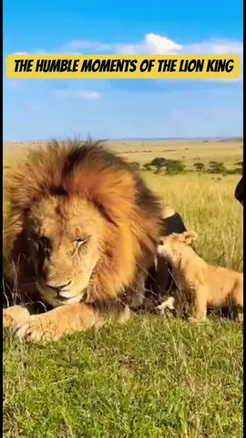 Is the Lion King also a henpecked guy?#fyp #funnyanimals #animals #viral #funny #lion 