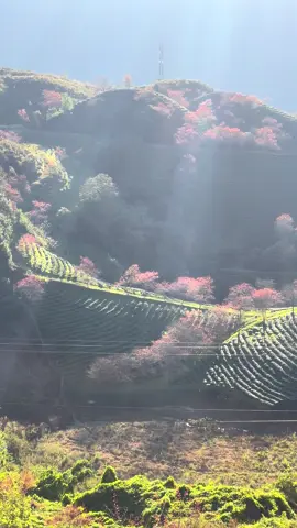 Hoa đã nở trên sườn đồi sapa …#happy #chill #healing #phuot #sapa 