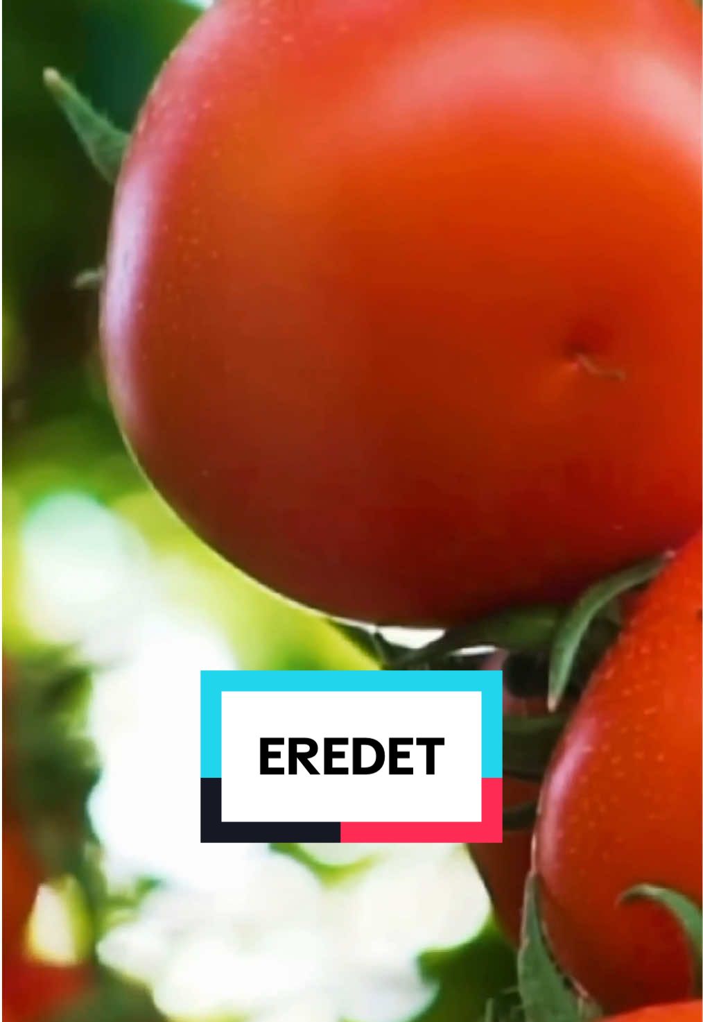 Nem mindegy, honnan jön a zöldség: a talaj több mint közeg — ízt, értéket és életet ad. 🌿🍅✨ #magyarzold #MZ #zöldség #termelés #kőgyapot 