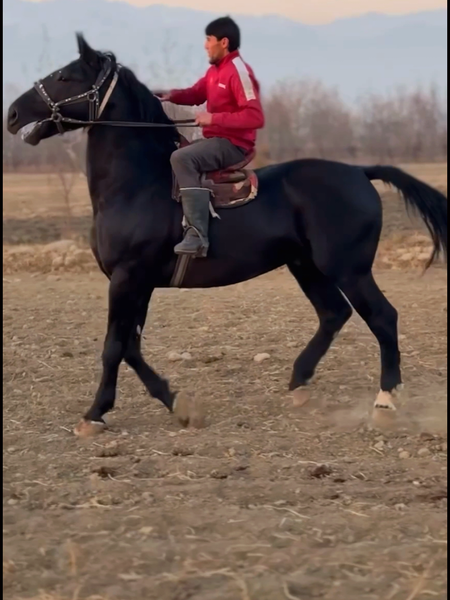 Маша Аллох Прага 