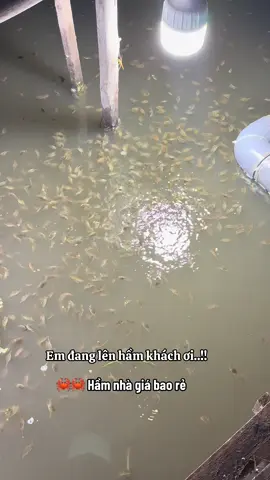 🦀🦀 Hầm nhà 👉 🦀 bao khỏe 👉 e bao ha hụt luôn ak ..👌👌👍