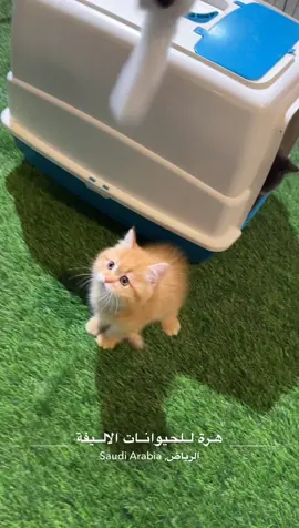 #قطط #ساحة_هرة_للحيوانات #حيوانات #القطط_حيوانات_لطيفه #قطة 