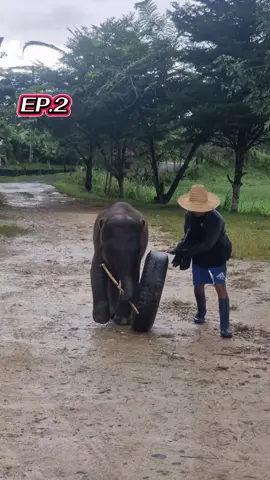 ออกวิ่งงงงง #เชียงใหม่ #ช้างน่ารัก #ช้างไทย #elephant #ช้าง 