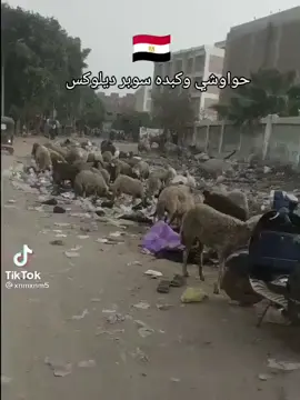 #المملكة_العربية_السعودية🇸🇦 #المدينة_المنورة #الرياض #جدة #السعودية🇸🇦 