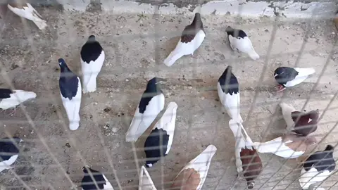 #ماشاءاللە لەماڵی هەموو لایە