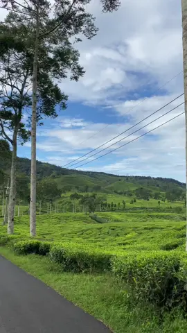 Beautifull ✨ #rancabali #rancabaliciwidey #ciwideybandung #ciwidey #kebuntehrancabali 