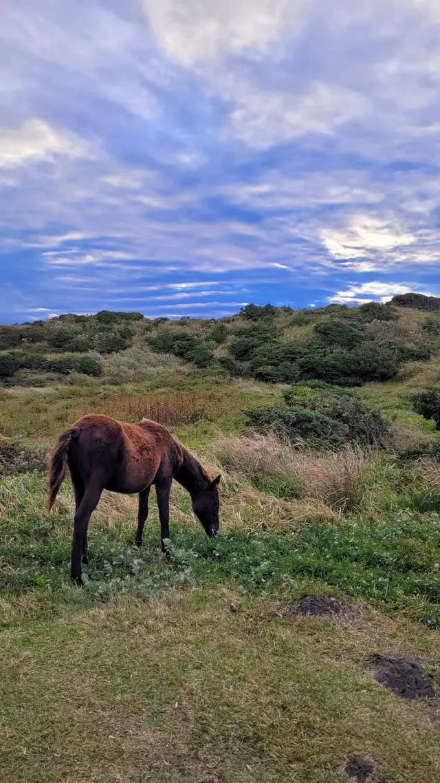 Jeju has lost some popularity in recent years as Koreans have opted to visit Japan instead. However, I still think fondly of the island and would love to spend more time there. I highly recommend it if you are going to Korea! #제주도여행 #제주도 #southkorea #korea #jeju 