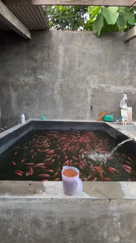 Booking bibit bisa chat ke nomor dibio  #budidayaikan #ikannila #petanimuda 