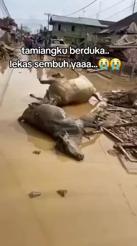 Aceh tamiang berduka, akibat banjir.. lekas sembuh dan pulih lagi yaa.. #pantangmenyerah #bencanabanjir #banjir2025 #pejuangkeluarga #banjiracehtamiang 