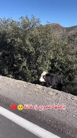 #مالها_عمري_زعفانة_مالها🥹🥀 #الشعب_الصيني_ماله_حل😂😂 