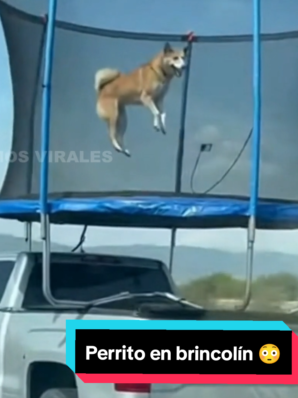 Perrito muy contento brincando en su propio brincolín sobre una camioneta en movimiento 😳😳😳 #humor #viral #fyp #somosvirales #perros 