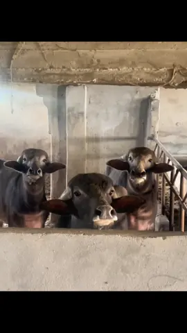 #مشاءالله🧿 #ابوچوسيان #fyppppppppppppppppppppppp #🤣🤣 #