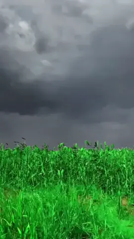 #القران_الكريم_راحه_نفسية  #متابعه_ولايك_واكسبلور_فضلا_ليس_امر  #الشيخ عفيف محمد تاج  #الشيخ عفيف محمد تاج  #الشيخ عفيف محمد تاج 