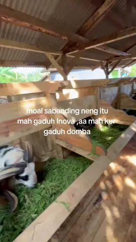 menang mern Inova 1 mah asal di jual jeng tanahna😭#justforfun😂😂 #hpdkitasikmalaya #dombagarut 