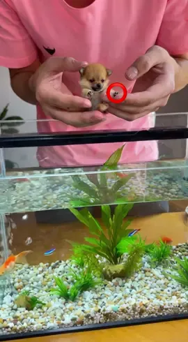 Cachorro sabe nadar?