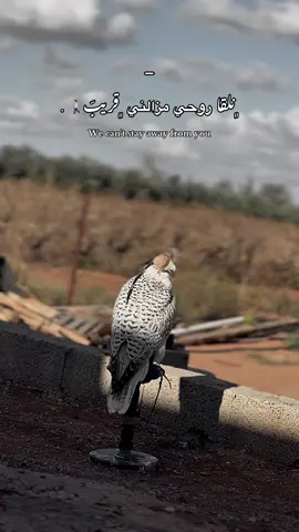 ﮼نلقا،روحي؟! . #تصويري📸 #طيور_حره #مروكي #اغاني_جزائرية #ليبيا_طرابلس_مصر_تونس_المغرب_الخليج 