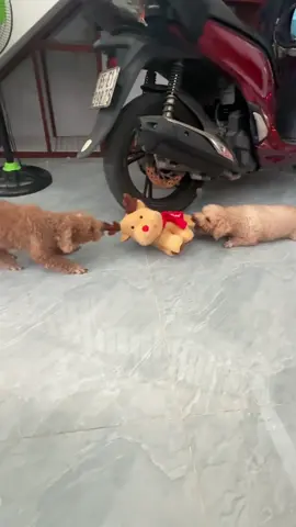 tranh giành vì ẻm#jolibee #merrychristmas #noen #tuanlocjollibee 