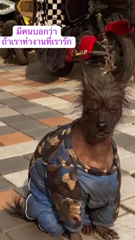 รักงานที่เราทำ เหนื่อยยังไงก็มีความสุข 🤣🤣🤣 #คลิปตลกฮาๆ #funny #dogsoftiktok #tgif #workfun 