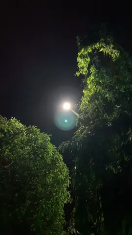 Tidak ada lagu setenang ini untuk di dengar #fyp #somebodyspleasure #promomakanharian 