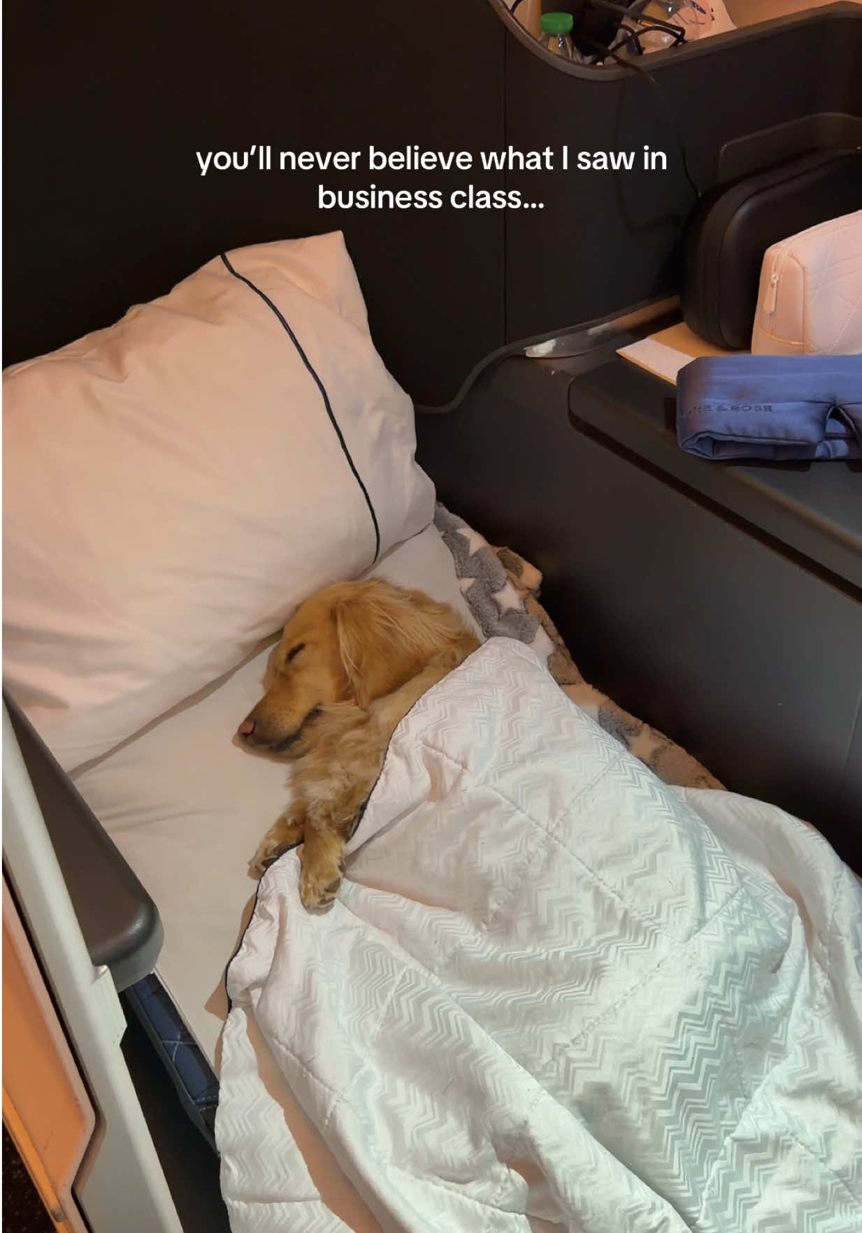 He’s never fallen asleep so quickly #travelwithdogs #businessclass #flyingwithdogs #minidachshund 