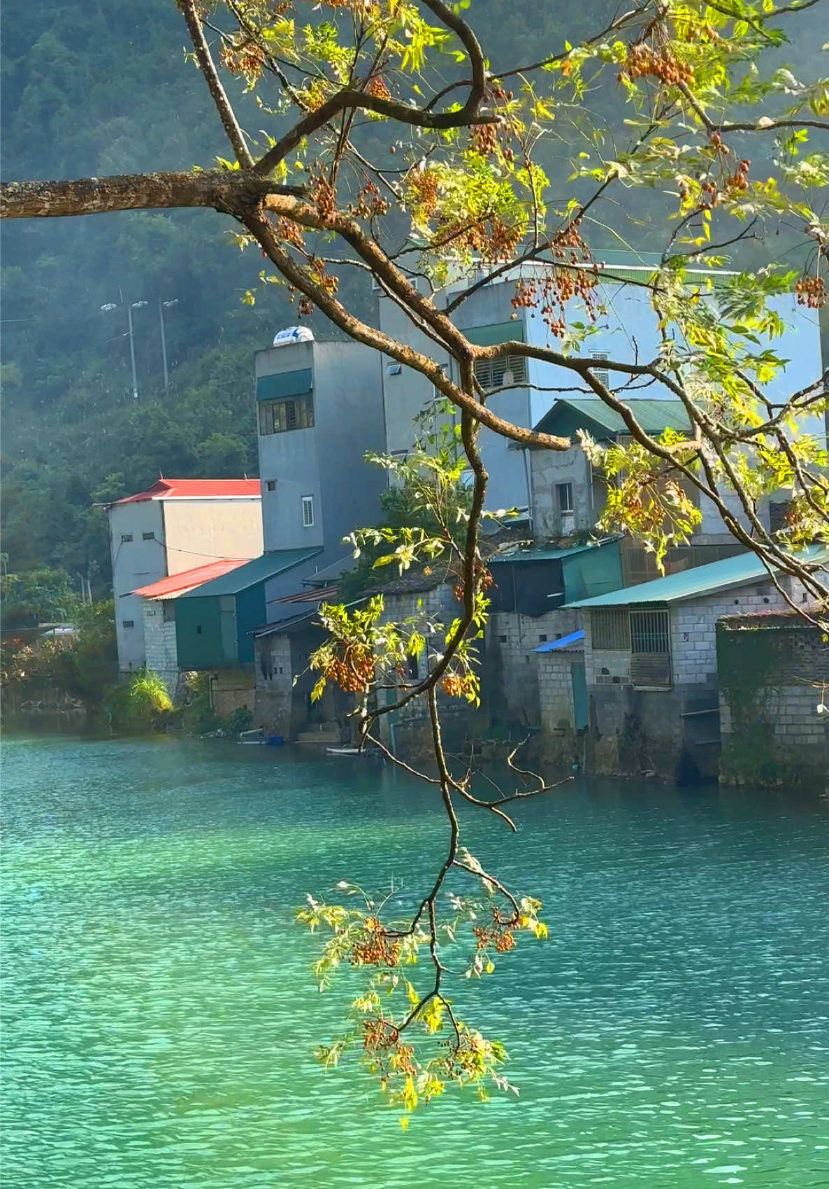 Tháng 12. Tháng 12,mùa lá rụng không thừa, nắng không dư, lòng người vừa đủ. Tháng 12 gió se se biết kể chuyện ruộng đồng, kể chuyện một năm trôi qua, kể chuyện những ước mơ chưa tròn vẹn.  Tháng 12, xin cho lòng đủ can đảm để mừng những điều chưa kịp nói, đủ nhẫn nại ôm lấy những điều vụn vặt và nghe lòng bình an.  __________________ D I C U N G M I N G 📸 #caobang #dicungminh #checkincaobang #caobangdidau #trungkhanh 