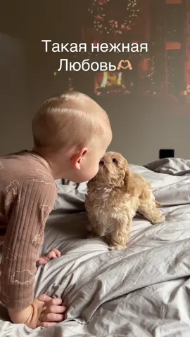 ✨Очаровательные малыши мальтипу F1 готовы к встрече с Вами🫶🏼Кто хочет получить море нежной любви и восхитительных эмоций🐶🐾🏠✨