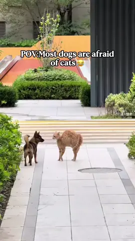 Try not to laugh 😂😂😂 #animals #haha #dog #cat #pet 