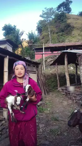 barkharako amale  bachha lanxa banera hereko here #creatorsearchinsight #fyyyyyyyyyyyyyyyy #trend 